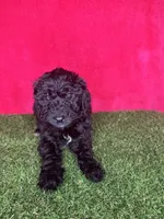 Girl 1, a female Miniature Goldendoodle for sale in Atlanta, GA – 3 of 10