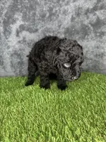 Boy 1, a male Goldendoodle for sale in Atlanta, GA – 4 of 10