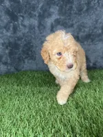 Boy 3, a male Goldendoodle for sale in Atlanta, GA – 7 of 10