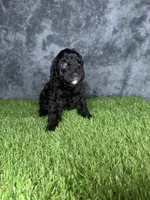 Boy 4, a male Goldendoodle for sale in Atlanta, GA – 7 of 9
