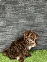Phoebe, a female Yorkipoo for sale in Atlanta, GA – 5 of 6