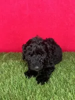Girl 1, a female Goldendoodle for sale in Atlanta, GA – 6 of 9