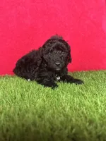 Girl 1, a female Goldendoodle for sale in Atlanta, GA – 7 of 9