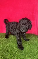 Girl 1, a female Miniature Goldendoodle for sale in Atlanta, GA – 4 of 10