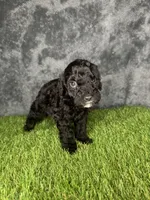 Boy 4, a male Goldendoodle for sale in Atlanta, GA – 3 of 9