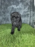 Boy 1, a male Goldendoodle for sale in Atlanta, GA – 2 of 10