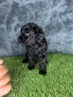 Boy 1, a male Goldendoodle for sale in Atlanta, GA – 10 of 10
