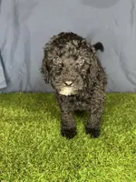 Boy 1, a male Miniature Goldendoodle for sale in Atlanta, GA – 2 of 10