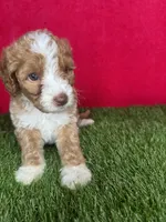 Girl 3, a female Goldendoodle for sale in Atlanta, GA – 3 of 8
