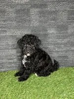 Prue, a female Yorkipoo for sale in Atlanta, GA – 2 of 6