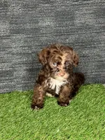 Phoebe, a female Yorkipoo for sale in Atlanta, GA – 2 of 6