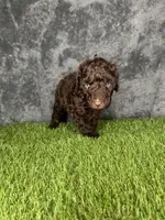 Boy 2 , a male Goldendoodle for sale in Atlanta, GA – 5 of 8