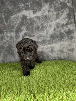 Boy 1, a male Goldendoodle for sale in Atlanta, GA – 7 of 10
