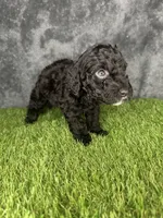 Boy 4, a male Goldendoodle for sale in Atlanta, GA – 2 of 9