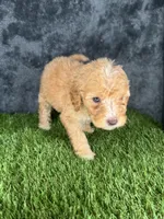 Boy 3, a male Goldendoodle for sale in Atlanta, GA – 4 of 10