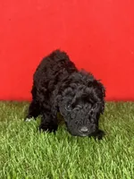 Girl 1, a female Goldendoodle for sale in Atlanta, GA – 5 of 9