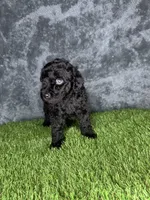 Boy 1, a male Goldendoodle for sale in Atlanta, GA – 9 of 10