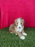 Girl 3, a female Goldendoodle for sale in Atlanta, GA – 2 of 8