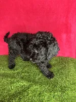 Girl 3, a female Goldendoodle for sale in Atlanta, GA – 2 of 9