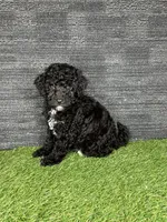 Prue, a female Yorkipoo for sale in Atlanta, GA – 4 of 6