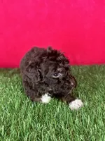 Girl 2, a female Goldendoodle for sale in Atlanta, GA – 5 of 8