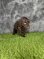 Boy 2 , a male Goldendoodle for sale in Atlanta, GA – 6 of 8