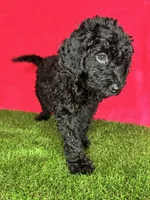 Girl 3, a female Goldendoodle for sale in Atlanta, GA – 3 of 9