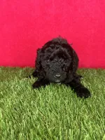 Girl 1, a female Goldendoodle for sale in Atlanta, GA – 4 of 9