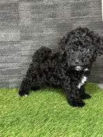 Leo, a male Yorkipoo for sale in Atlanta, GA – 2 of 5