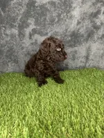 Boy 2 , a male Goldendoodle for sale in Atlanta, GA – 4 of 8