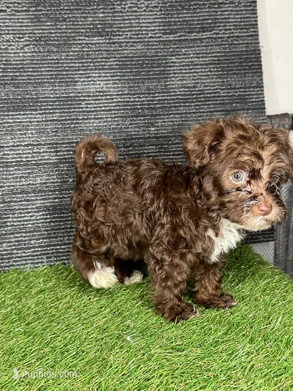 Phoebe – Yorkipoo puppy for sale in Atlanta, GA