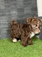 Phoebe, a female Yorkipoo for sale in Atlanta, GA – 1 of 6