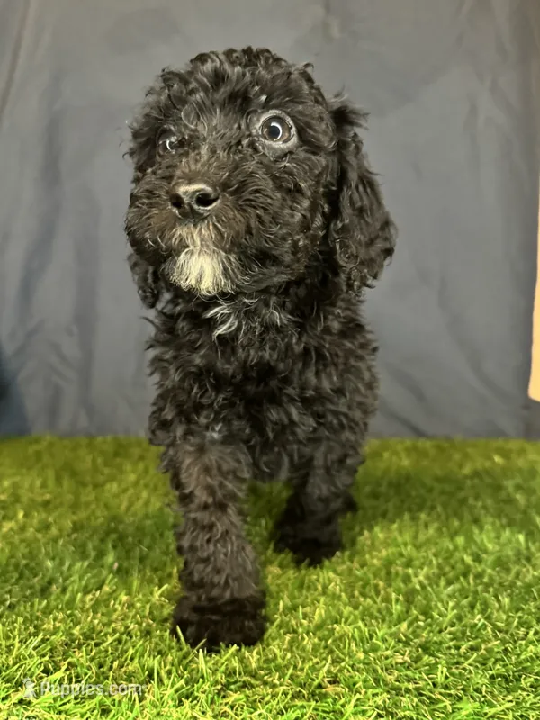 Boy 1 – Goldendoodle puppy for sale in Atlanta, GA