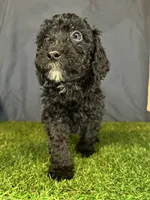 Boy 1, a male Miniature Goldendoodle for sale in Atlanta, GA – 1 of 10