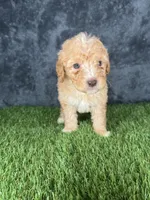 Boy 3, a male Goldendoodle for sale in Atlanta, GA – 8 of 10
