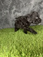 Boy 4, a male Goldendoodle for sale in Atlanta, GA – 9 of 9