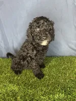 Boy 1, a male Miniature Goldendoodle for sale in Atlanta, GA – 7 of 10