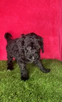 Girl 1, a female Miniature Goldendoodle for sale in Atlanta, GA – 2 of 10