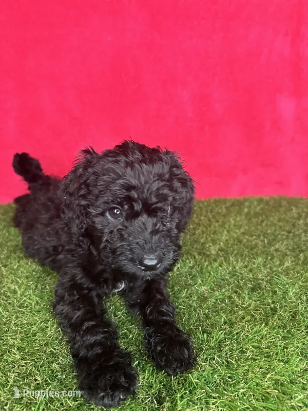 Girl 1 – Goldendoodle puppy for sale in Atlanta, GA