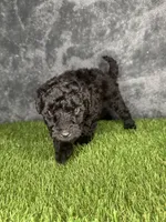 Boy 1, a male Goldendoodle for sale in Atlanta, GA – 8 of 10