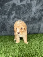 Boy 3, a male Goldendoodle for sale in Atlanta, GA – 2 of 10