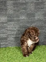 Phoebe, a female Yorkipoo for sale in Atlanta, GA – 4 of 6