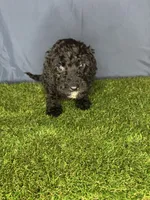 Boy 1, a male Miniature Goldendoodle for sale in Atlanta, GA – 5 of 10