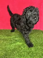 Girl 3, a female Goldendoodle for sale in Atlanta, GA – 8 of 9