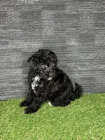 Prue, a female Yorkipoo for sale in Atlanta, GA – 3 of 6