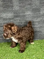 Phoebe, a female Yorkipoo for sale in Atlanta, GA – 6 of 6