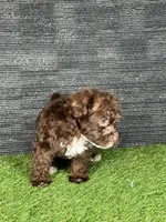 Phoebe, a female Yorkipoo for sale in Atlanta, GA – 3 of 6
