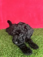 Girl 1, a female Miniature Goldendoodle for sale in Atlanta, GA – 8 of 10
