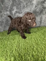 Boy 2 , a male Goldendoodle for sale in Atlanta, GA – 7 of 8