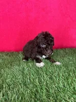 Girl 2, a female Goldendoodle for sale in Atlanta, GA – 6 of 8